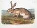 Samiec z Texaskiego zająca na naturalnej wielkości - John Woodhouse Audubon — widok dzieła