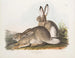 Zając Townsend, zając z Gór Skalistych, rozmiar naturalny, samiec i samica - John Woodhouse Audubon — widok dzieła