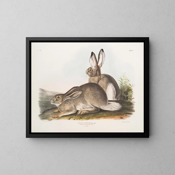 Zając Townsend, zając z Gór Skalistych, rozmiar naturalny, samiec i samica - John Woodhouse Audubon — oprawiony obraz na ścianie