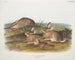 Lièvre artemisia, lièvre en bois chaud, mâle et femelle, taille naturelle - John Woodhouse Audubon — widok dzieła