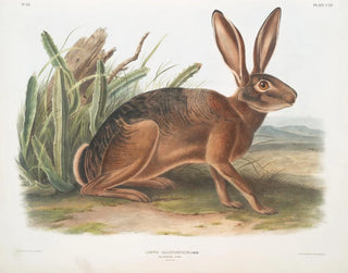 John Woodhouse Audubon - Lepus californicus Californian Hare Natural size.webp