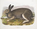 Lièvre polaire w rozmiarze naturalnym - John Woodhouse Audubon — widok dzieła