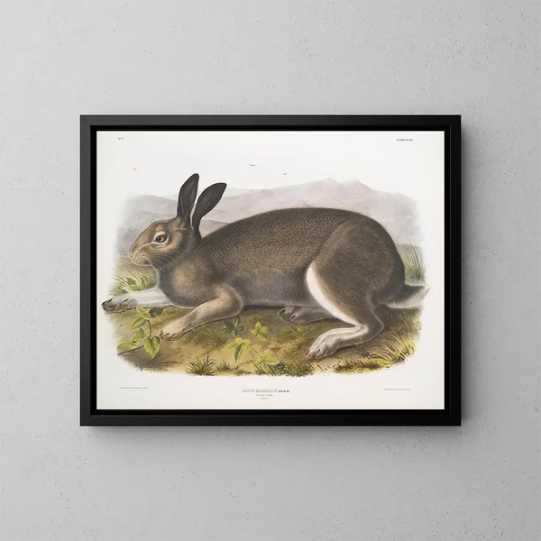 Lièvre polaire w rozmiarze naturalnym - John Woodhouse Audubon — oprawiony obraz na ścianie