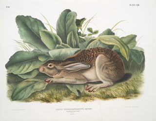 John Woodhouse Audubon - Lepus negricaudatus Blacktailed Hare Male Natural size.webp