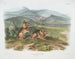 Lièvre de Nuttall samiec w rozmiarze naturalnym - John Woodhouse Audubon — widok dzieła