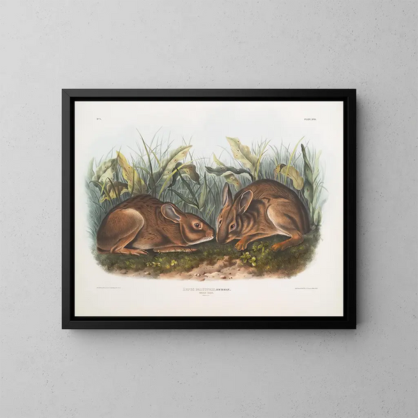 Lièvre des marais w rozmiarze naturalnym - John Woodhouse Audubon — oprawiony obraz na ścianie