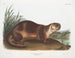 Samiec wydry kanadyjskiej - John Woodhouse Audubon — widok dzieła