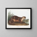 Samiec wydry kanadyjskiej - John Woodhouse Audubon — oprawiony obraz na ścianie