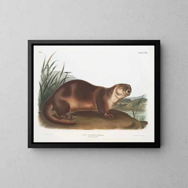 Samiec wydry kanadyjskiej - John Woodhouse Audubon — oprawiony obraz na ścianie