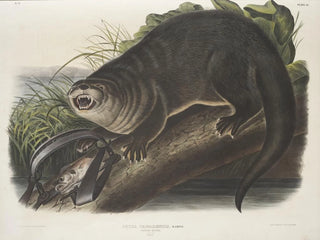 John Woodhouse Audubon - Lutra Canadensis Canada Otter Natural size Male.webp