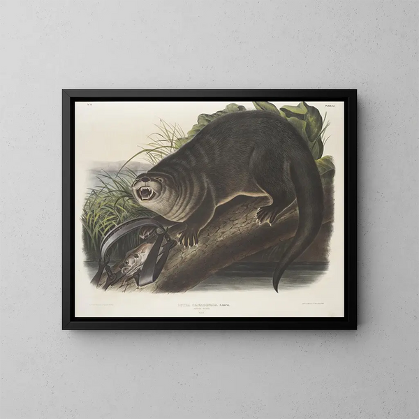Loutre du Canada w rozmiarze naturalnym, samiec - John Woodhouse Audubon — oprawiony obraz na ścianie