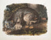Lynx du Canada mâle - John Woodhouse Audubon — widok dzieła