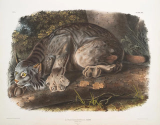 John Woodhouse Audubon - Lynx Canadensis Canada Lynx Male.webp