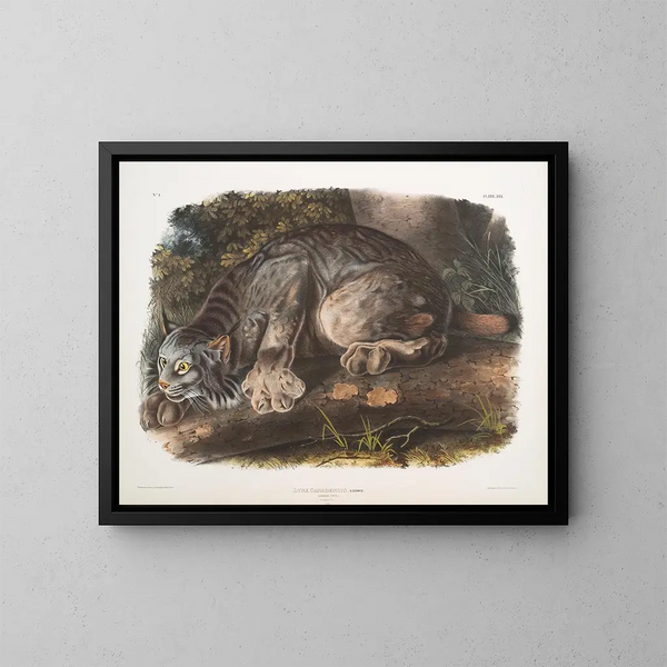 Lynx du Canada mâle - John Woodhouse Audubon — oprawiony obraz na ścianie