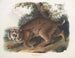 rudy lynx - John Woodhouse Audubon — widok dzieła