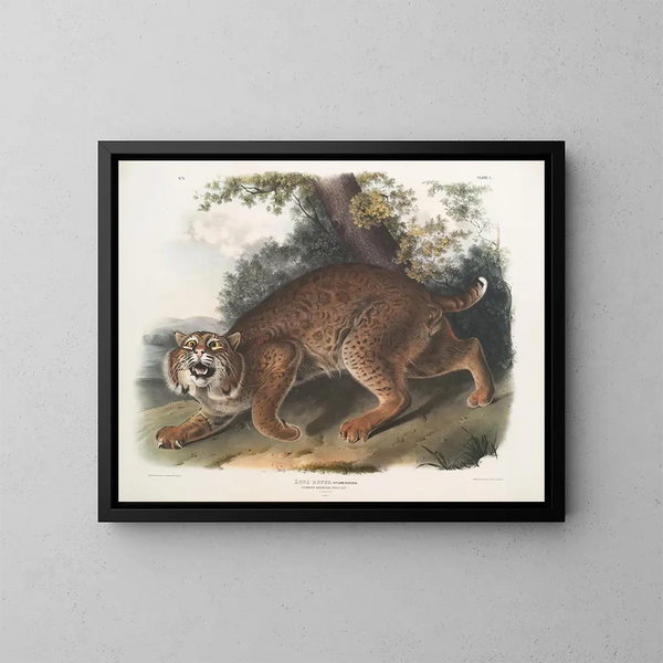 rudy lynx - John Woodhouse Audubon — oprawiony obraz na ścianie