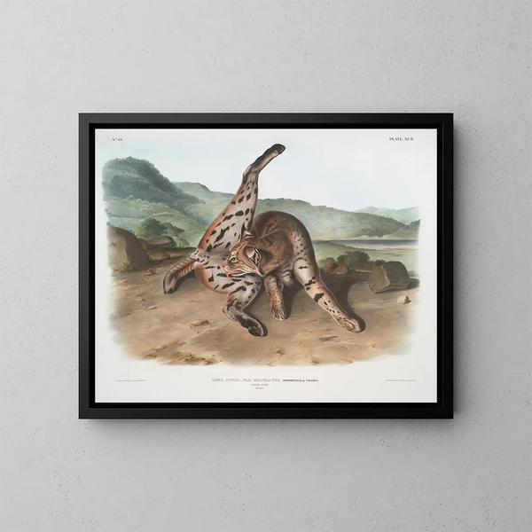 rudy lynx var. maculatus samica z Teksasu - John Woodhouse Audubon — oprawiony obraz na ścianie