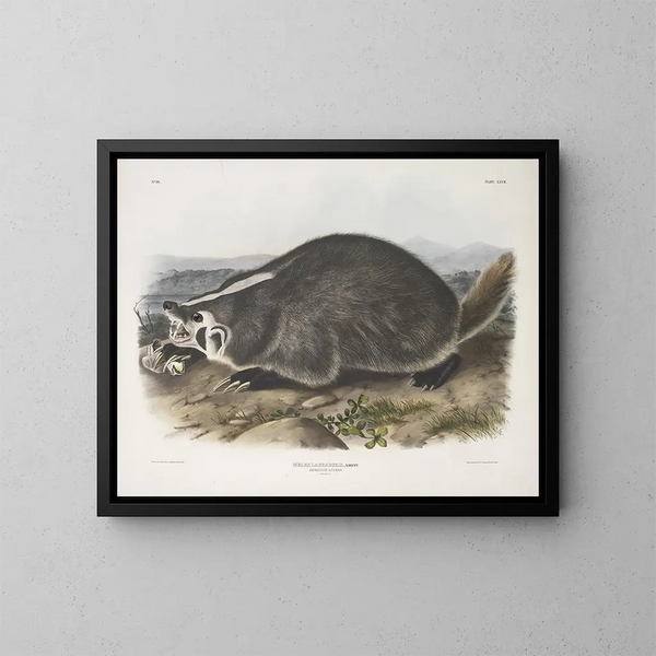 Meles labradorius, borsuk amerykański, rozmiar naturalny - John Woodhouse Audubon — oprawiony obraz na ścianie