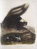 Mephitis Americana Mouffette amerykańska pospolita Rozmiar naturalny Samica - John Woodhouse Audubon — widok dzieła