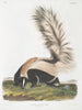 Mephitis macroura Mouffette à grande queue mâle taille naturelle - John Woodhouse Audubon — widok dzieła