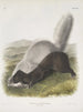 Mephitis mesoleuca Mouffette texane Rozmiar naturalny - John Woodhouse Audubon — widok dzieła