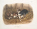 Czarny szczur, rozmiar naturalny, stary i młody - John Woodhouse Audubon — widok dzieła