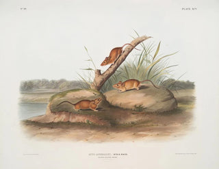 John Woodhouse Audubon - Mus aureolus Orange colored Mouse Male  female Natural size.webp