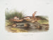 Naturalnej wielkości myszy z Missouri - John Woodhouse Audubon — widok dzieła
