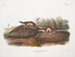 Fouine amerykański - John Woodhouse Audubon — widok dzieła
