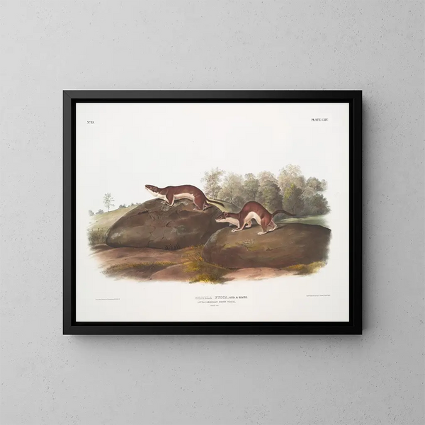 Fouine amerykański - John Woodhouse Audubon — oprawiony obraz na ścianie