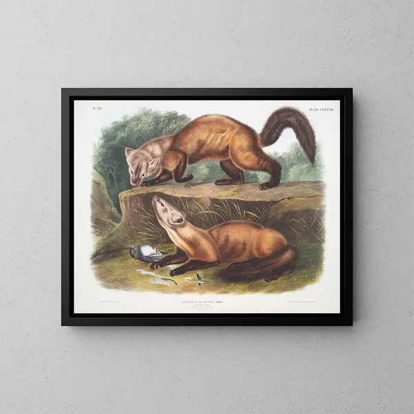 Martre des pins mâle et femelle en pelage d'hiver taille naturelle - John Woodhouse Audubon — oprawiony obraz na ścianie