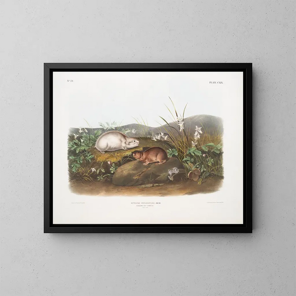 Lemming z zatoki Hudson w rozmiarze naturalnym - John Woodhouse Audubon — oprawiony obraz na ścianie