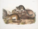 Neotoma drummondii, rozmiar rzeczywisty - John Woodhouse Audubon — widok dzieła