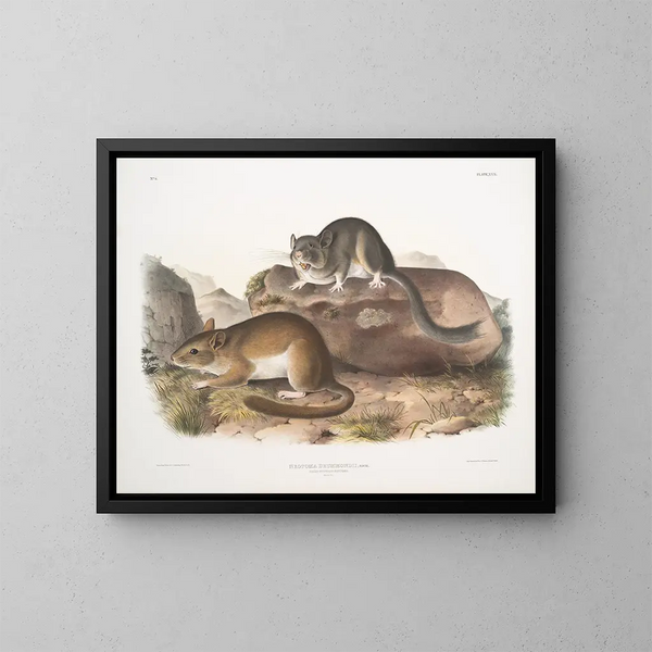 Neotoma drummondii, rozmiar rzeczywisty - John Woodhouse Audubon — oprawiony obraz na ścianie
