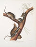 Neotoma Floridana Rat z Florydy w rozmiarze naturalnym, samiec, samica i młode w różnym wieku - John Woodhouse Audubon — widok dzieła