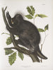 Porc-épic du Canada Hystrix dorsata - John Woodhouse Audubon — widok dzieła