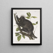 Porc-épic du Canada Hystrix dorsata - John Woodhouse Audubon — oprawiony obraz na ścianie