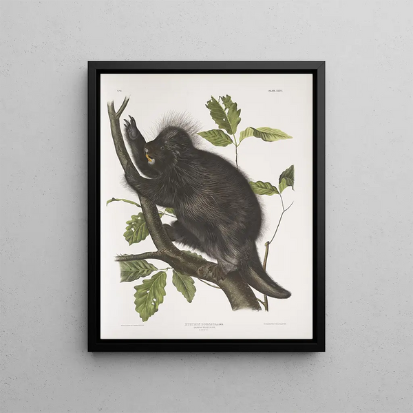 John Woodhouse Audubon - Nystrix dorsata Canada Porcupine.webp