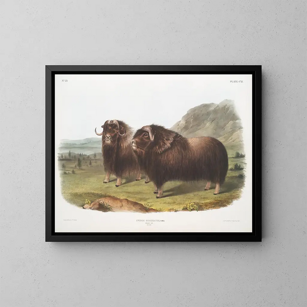 Bœufs musqués mâles - John Woodhouse Audubon — oprawiony obraz na ścianie
