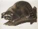 Samiec szop pracz w naturalnym rozmiarze - John Woodhouse Audubon — widok dzieła