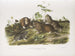Rat à poche du Canada w rozmiarze naturalnym - John Woodhouse Audubon — widok dzieła