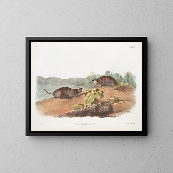 kieszonkowego szczura w kształcie borsuka, rozmiar naturalny - John Woodhouse Audubon — oprawiony obraz na ścianie