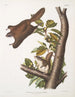 Pteromys oregonensis Lotnik z Oregon Rozmiar naturalny - John Woodhouse Audubon — widok dzieła
