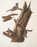 Pteromys volucella, pospolity latający wiewiór, rozmiar naturalny 1 2 Samce 3 4 Samice 5 Młode - John Woodhouse Audubon — widok dzieła