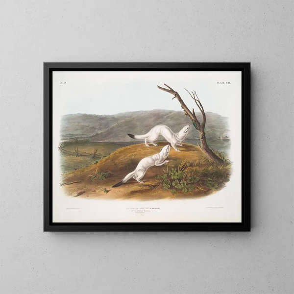 Belette zwinna samiec i samica w rozmiarze naturalnym z zimowym futrem - John Woodhouse Audubon — oprawiony obraz na ścianie