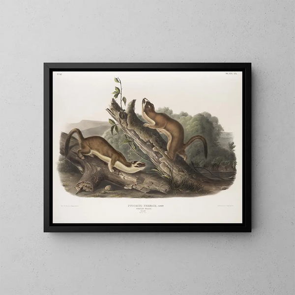 Fouine à collerette, mâles, taille naturelle - John Woodhouse Audubon — oprawiony obraz na ścianie
