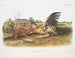 Fouine fauve samiec w rozmiarze naturalnym - John Woodhouse Audubon — widok dzieła