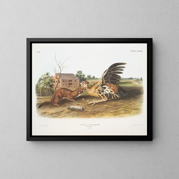 Fouine fauve samiec w rozmiarze naturalnym - John Woodhouse Audubon — oprawiony obraz na ścianie