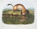 czarny fret na czarnych nóżkach w rozmiarze naturalnym - John Woodhouse Audubon — widok dzieła