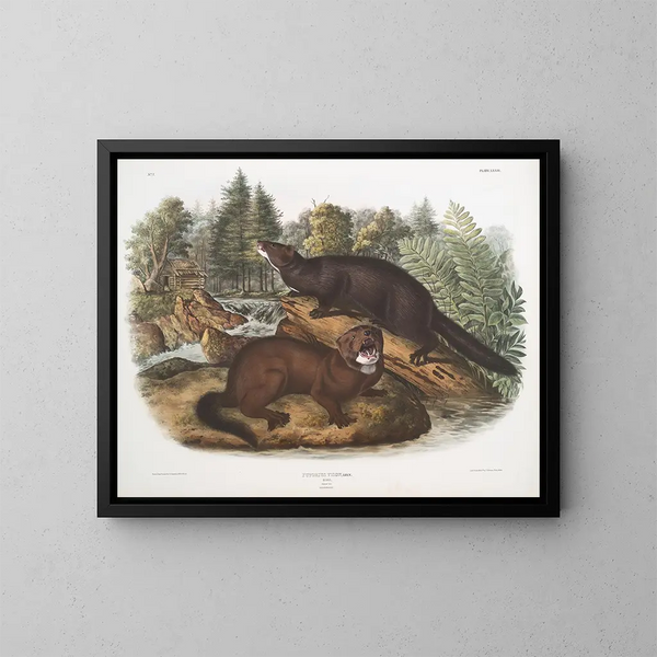 Morse vison w rozmiarze naturalnym samiec i samica - John Woodhouse Audubon — oprawiony obraz na ścianie